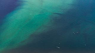Grünfärbung im Meer