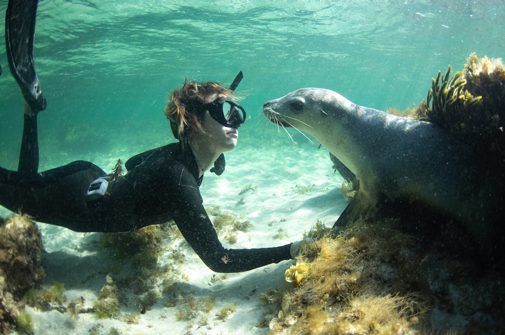 5. Mit beeindruckenden Meerestieren wie Walen, Seelöwen und Schildkröten schwimmen