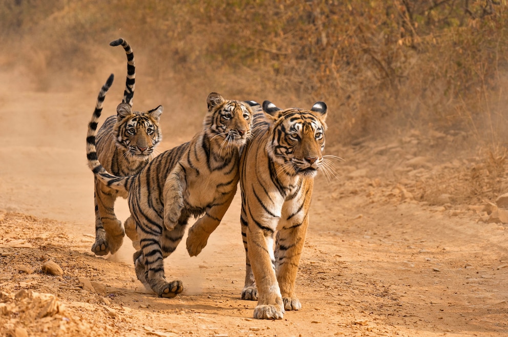 8. Ranthambhore-Nationalpark – der 282 Quadratkilometer große Naturpark befindet sich im Bundesstaat Rajasthan und beheimatet unter anderem wilde Tiger