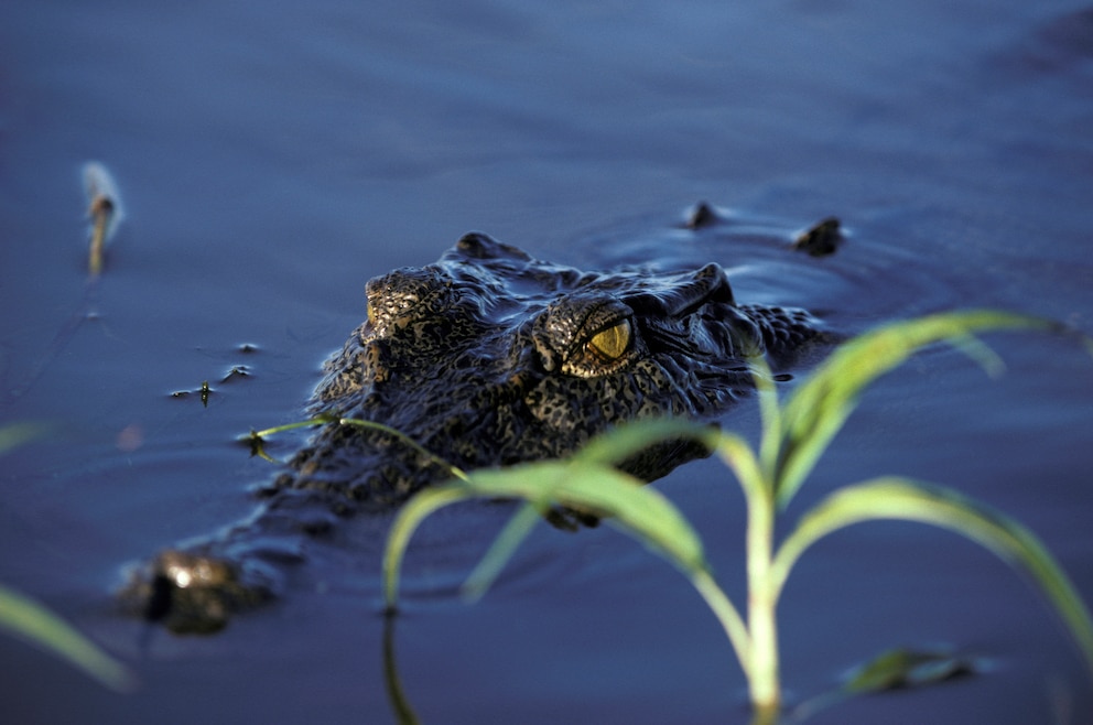 7. Kakadu-Nationalpark – das riesige Naturschutzgebiet im Northern Territory umfasst Sümpfe, Flüsse und Sandstein-Felswände und beherbergt zahlreiche Tierarten, wie etwa Salzwasserkrokodile