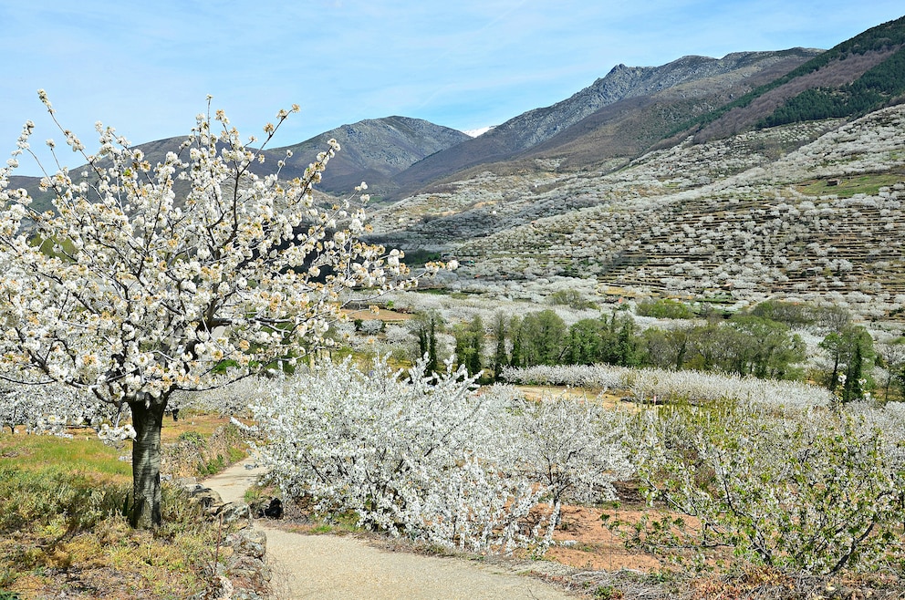 9. Zur Kirschblütenzeit (Ende März/ Anfang April) durch Extremadura's Valle del Jerte laufen