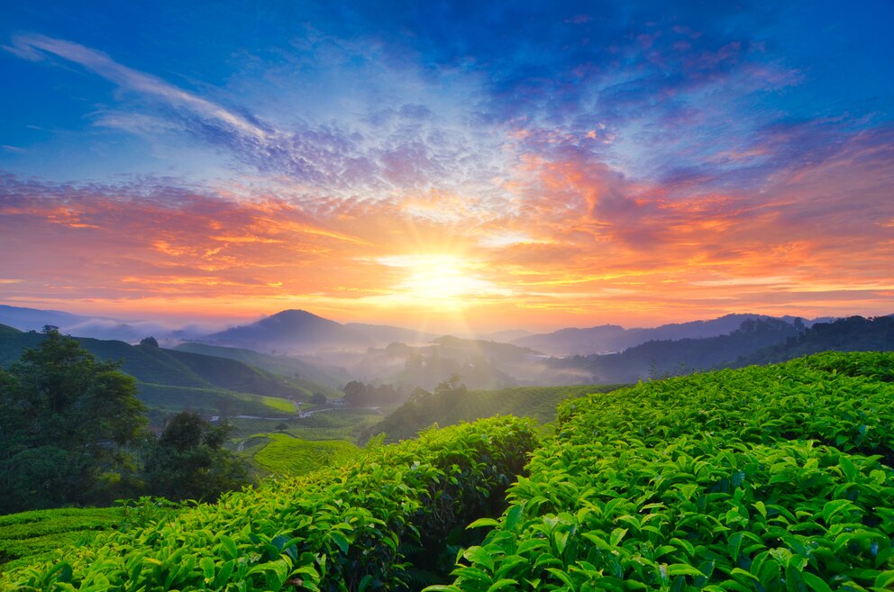 Die Cameron Highlands sind der Teegarten Malaysias und der Welt.