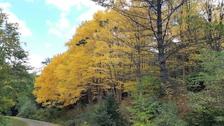 Weltwald Harz