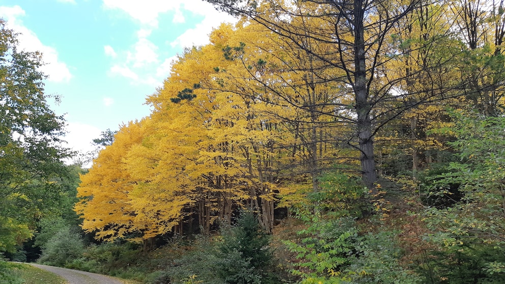 Weltwald Harz