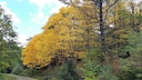 Weltwald Harz
