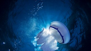 Lungenquallen, auch Rhizostoma pulmo genannt, gehören zu den größten Quallen im Mittelmeer