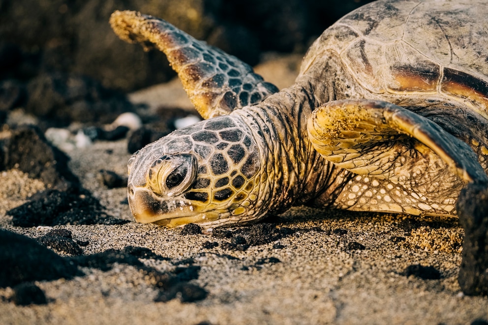 Die hawaiianischen grünen Meeresschildkröten finden sich an vielen Stränden auf Big Island