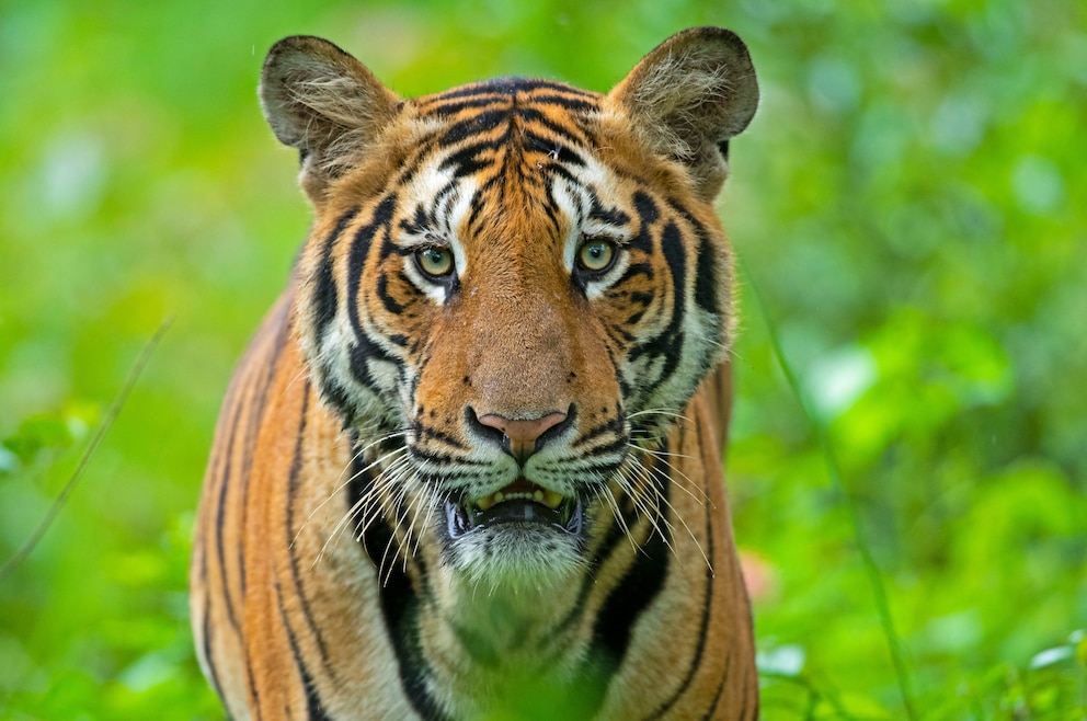 10. Tiger beobachten im Bandipur-Nationalpark und hinterher entspannen im hübschen gleichnamigen und autofreien Ort 
