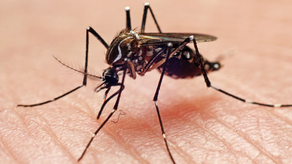 Schutz Mückenstiche