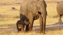 Hwange-Nationalpark Ziel Abenteuer-Urlaub