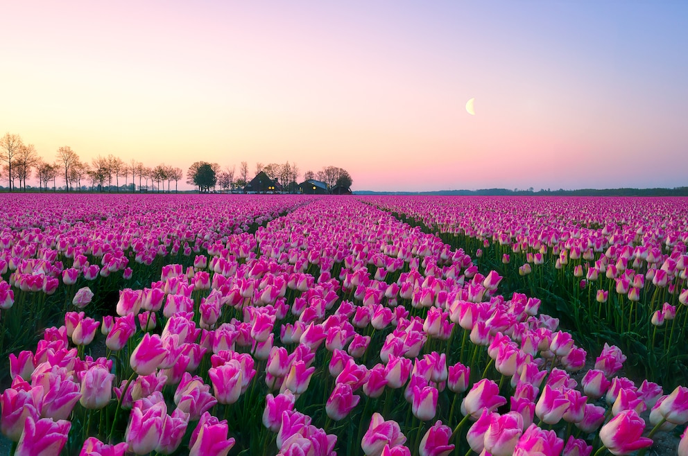 4. Keukenhof – die Gartenanlage in Lisse ist besonders zur Tulpenblütezeit bei Touristen beliebt