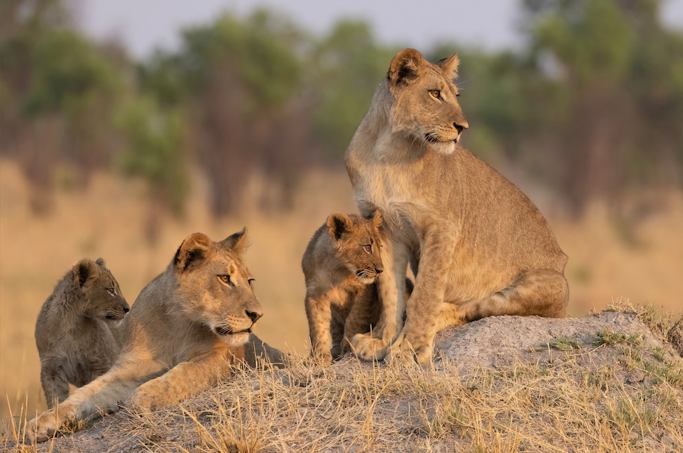 Löwen Hwange-Nationalpark