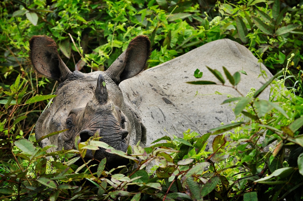 4. Nashörner, Elefanten, Krokodile und Co. im Chitwan-Nationalpark entdecken