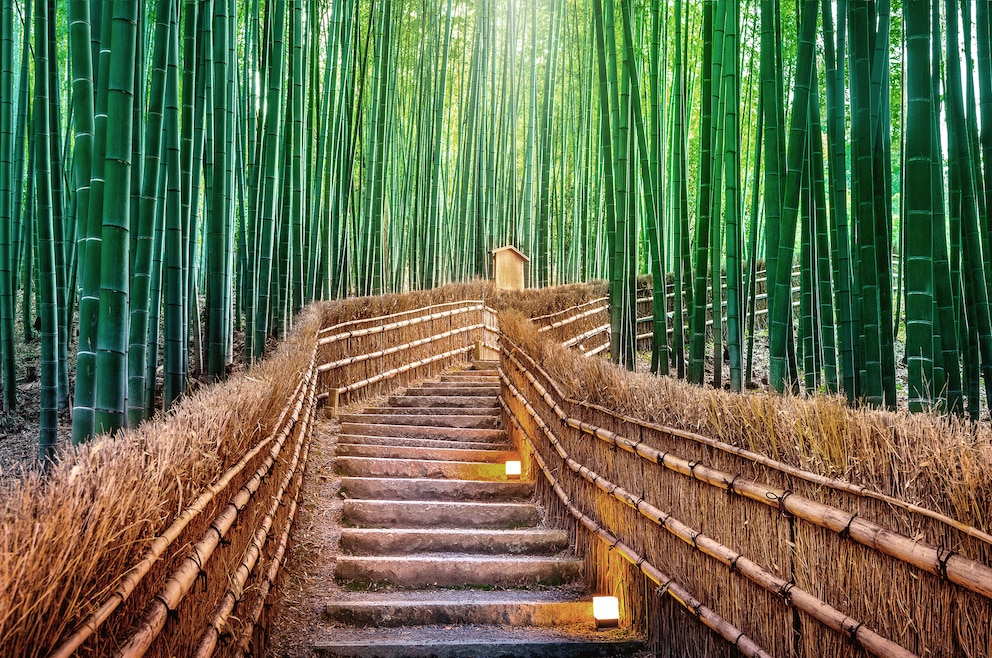 Der Bambuswald in Kyoto sieht sehr beeindruckend aus.