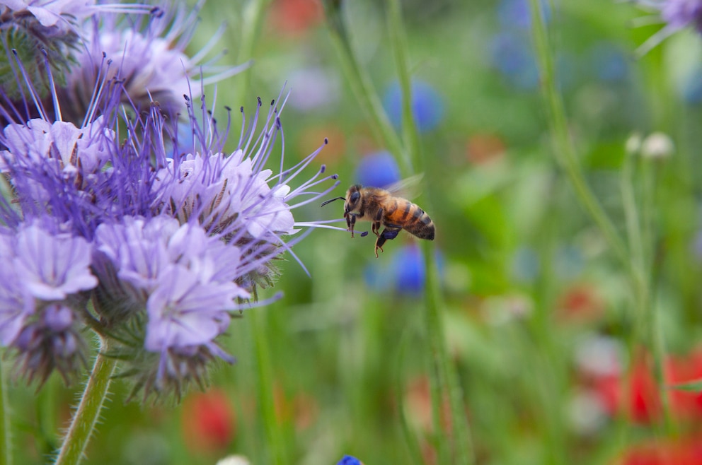 3. Botanischer Garten – der rund 16 Hektar große Garten gehört zur Universität von Cambridge und zählt den bedeutendsten seiner Art in Großbritannien