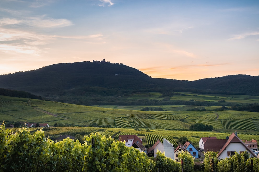 Bei diesem schönen Roadtrip fährt man an vielen Weinfeldern vorbei