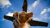 Fliegen mit Hund – hierbei muss man einiges beachten
