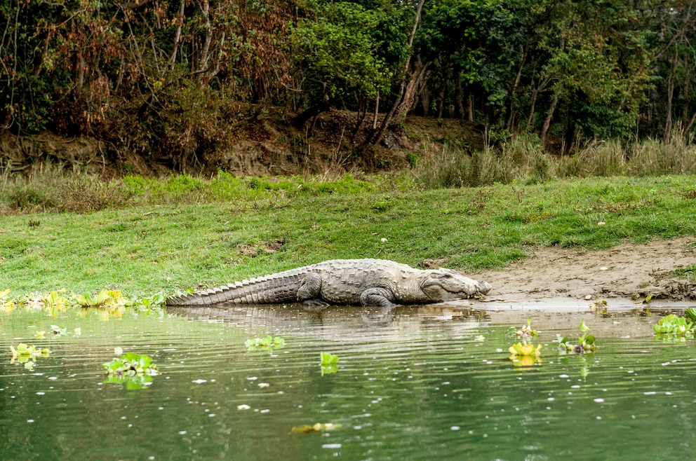 4. Chitwan-Nationalpark – das Naturschutzgebiet liegt im Terai-Tiefland im südlich-zentralen Nepal und ist Heimat zahlreicher Tierarten wie Krokodilen, Panzernashörnern und Königstigern