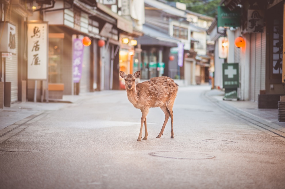 Nara, Japan Reise