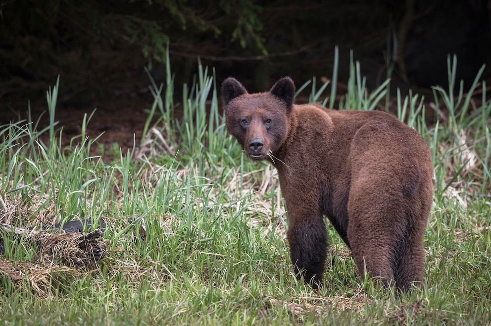 10. Grizzlybären im Great Bear Rainforest in British Columbia sehen