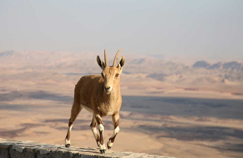 Wer Glück hat, kann im Wadi Mujib den seltenen Nubischen Steinbock sehen 