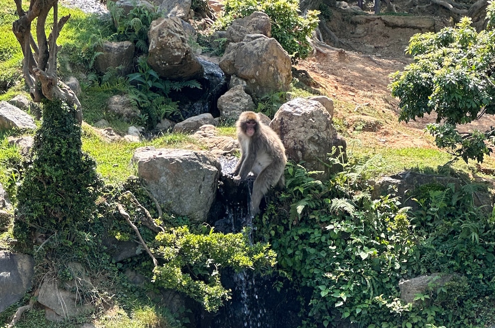 Im Arashiyama Affenpark laufen die Affen frei herum.