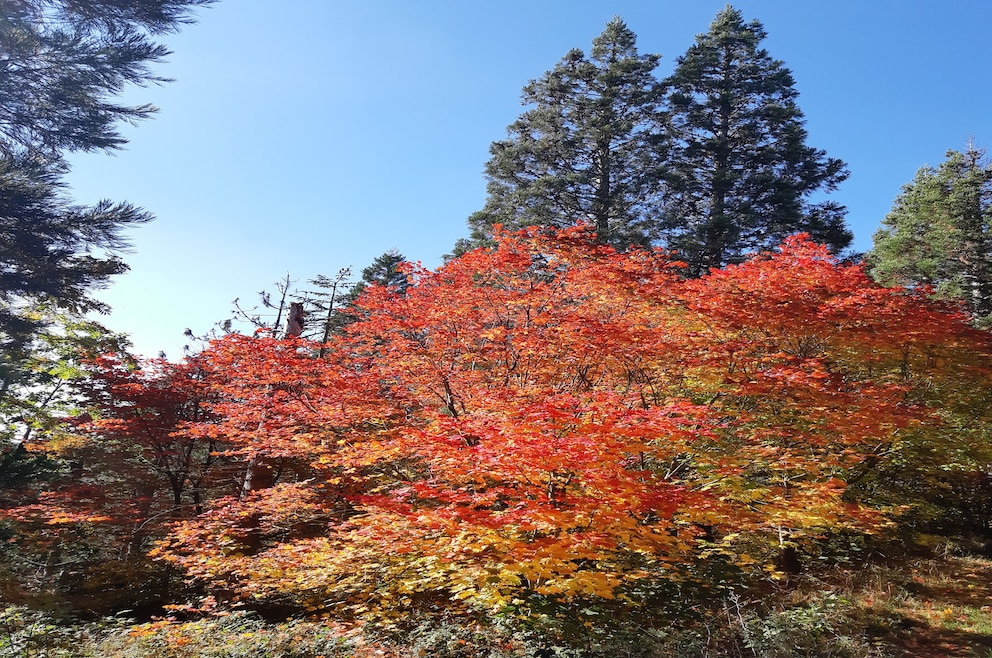 Weltwald Harz