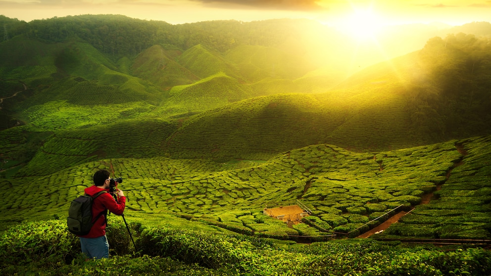 Die Teegärten der Cameron Highlands haben eine beinahe unwirkliche natürliche Schönheit.