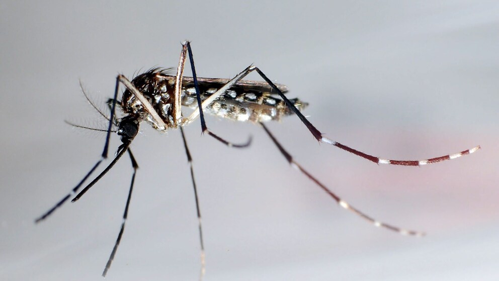 Stechmücke der Art „Aedes aegypti“