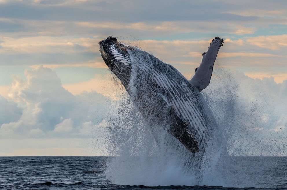 3. Wale beobachten – vom Boot oder Land