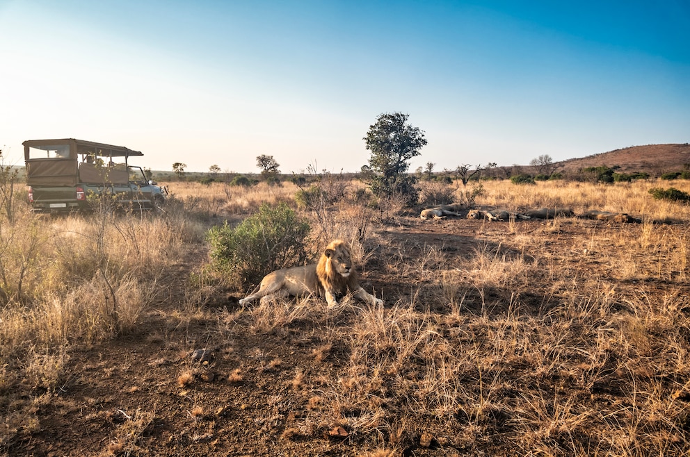 3. Kruger-Nationalpark – das 19.485 Quadratkilometer große Reservat im Nordosten des Landes ist eins der größten Wildschutzgebiete Afrikas und das Zuhause zahlreicher Tierarten, unter anderem Löwen, Elefanten, Leoparden und Nashörner