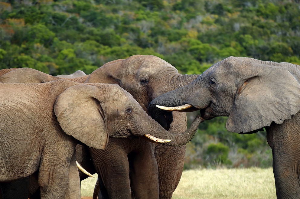 9. Addo-Elefanten-Nationalpark – das Wildreservat wurde im Jahr 1931 eingerichtet, um die letzten elf überlebenden Elefanten der Region zu beschützen. Ihre Artgenossen waren Elfenbeinjägern und Farmern zum Opfer gefallen. Inzwischen leben mehr als 600 Elefanten in dem Park.