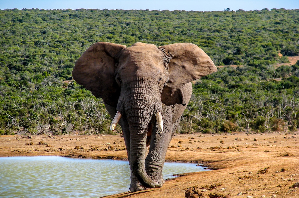 10. Addo-Elefanten-Nationalpark – der 1.640 Quadratkilometer große Park liegt im Süden des Landes und ist der drittgrößte Nationalpark Südafrikas. Er beheimatet hunderte Elefanten ebenso wie Löwen, Spitzmaulnashörner und andere Tiere.