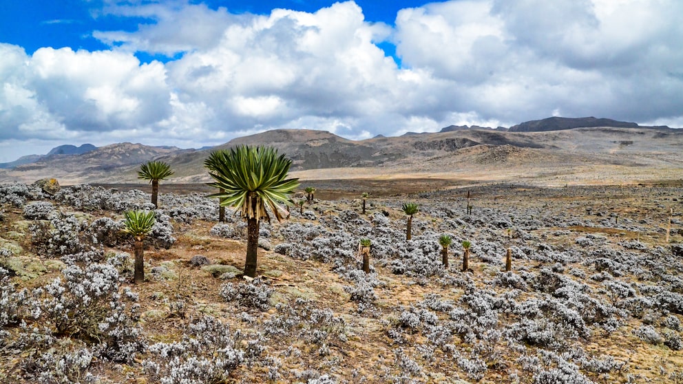 Der Bale-Mountains-Nationalpark in Äthiopien ist eine von 27 neuen Unesco-Welterbestätten