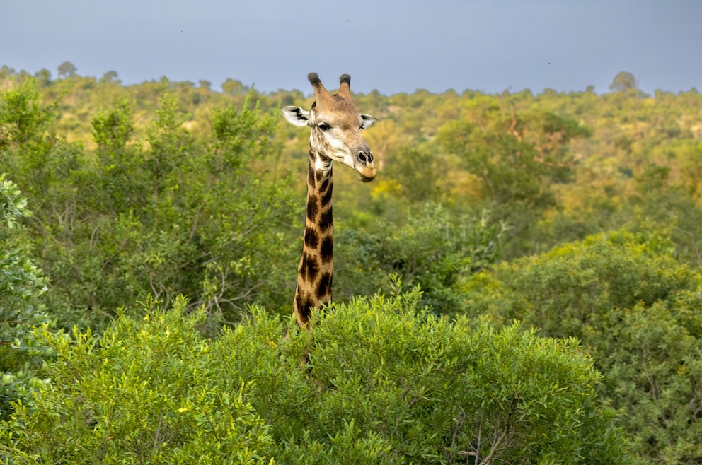 5. Kruger-Nationalpark – in dem beliebten Nationalpark leben 147 Säugetier-, rund 507 Vogel-, 114 Reptilien-, 49 Fisch- und 34 Amphibienarten 