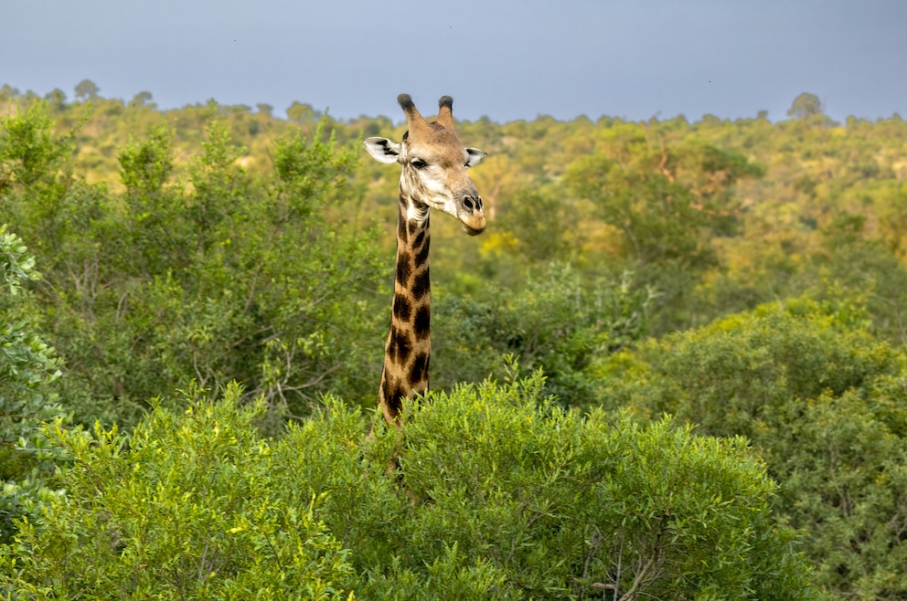 5. Kruger-Nationalpark – in dem beliebten Nationalpark leben 147 Säugetier-, rund 507 Vogel-, 114 Reptilien-, 49 Fisch- und 34 Amphibienarten