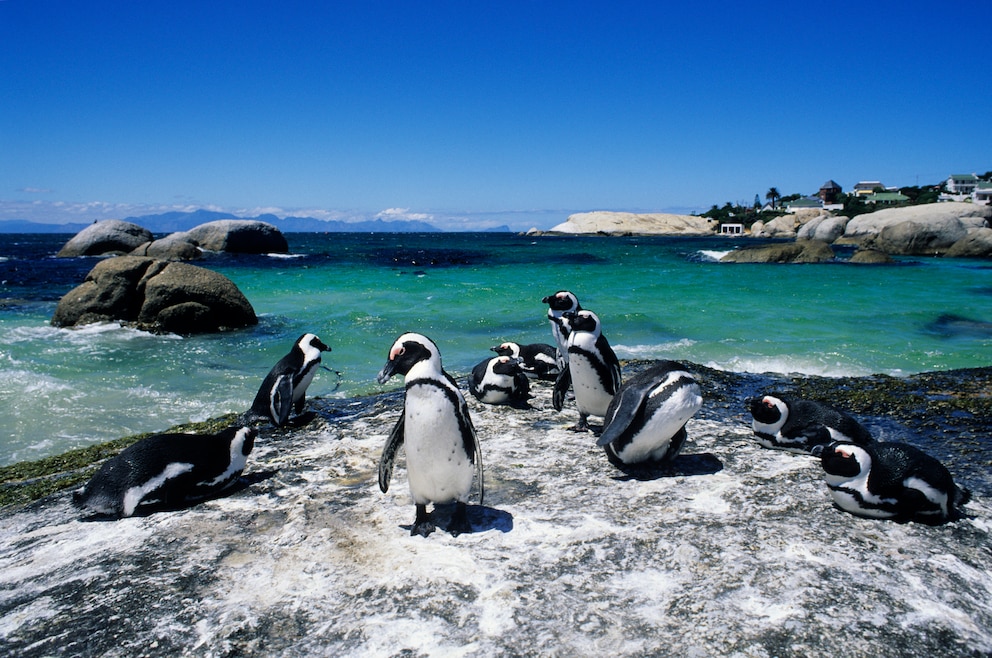 6. Boulders Beach – an dem beliebten und vielfach besuchten Strandabschnitt in der zu Kapstadt gehörenden Simon's Town lebt eine Brillenpinguin-Kolonie