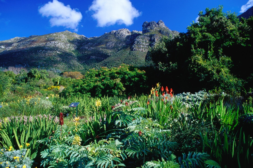 4. Botanischer Garten Kirstenbosch – der Garten am Osthang des Tafelberges gilt als einer der schönsten botanischen Gärten weltweit
