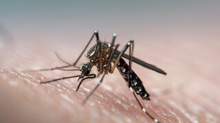 Dengue-Fieber in Costa Rica