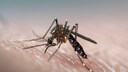 Dengue-Fieber in Costa Rica