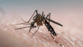 Dengue-Fieber in Costa Rica