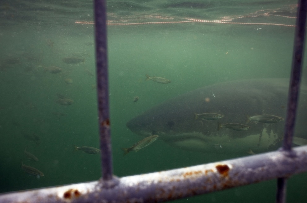 6. Weiße Haie beim Shark Cage Diving in Gansbaai aus nächster Nähe sehen