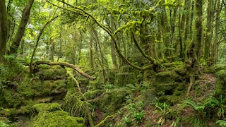Puzzlewood