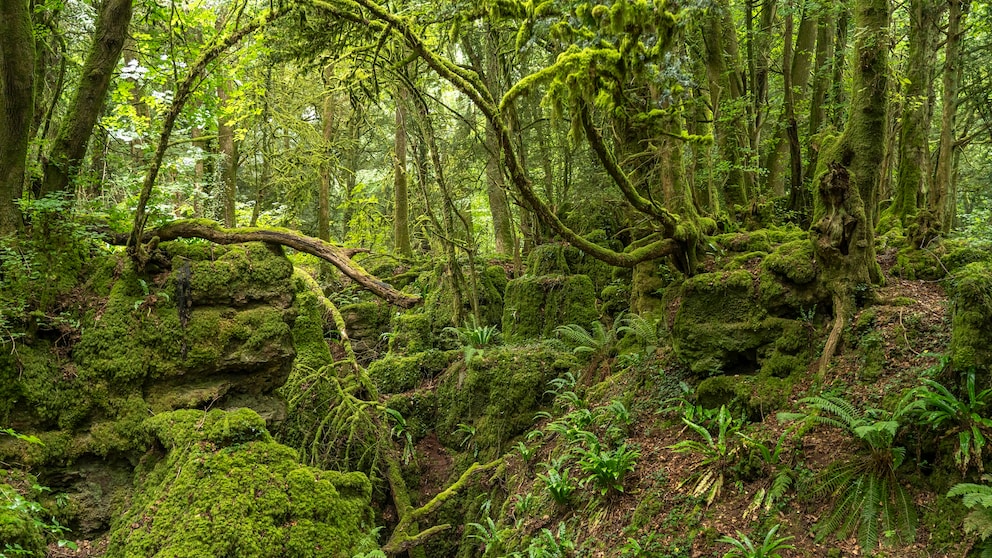 Puzzlewood