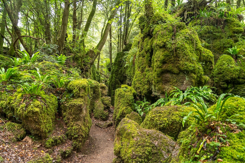 Puzzlewood