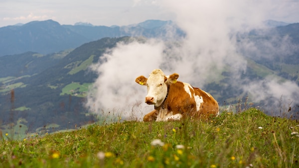 Urlaubsangebot, Tirol