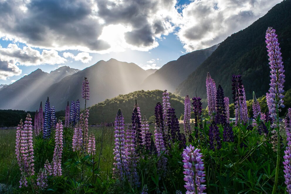 Urlaubsangebot, Neuseeland