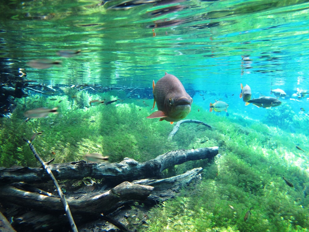 Bonito in Brasilien