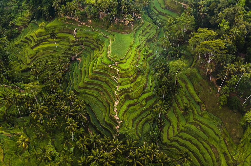 7. Tegallalang-Reisterrassen – malerische, tiefgrüne Reisterrassen am Hang, die man durchwandern kann, nördlich von Ubud