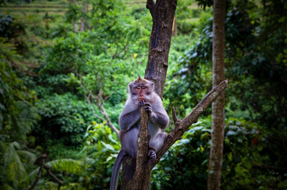 2. Die Affen in Ubuds Monkey Forest besuchen und eintauchen in den beeindruckenden Wald